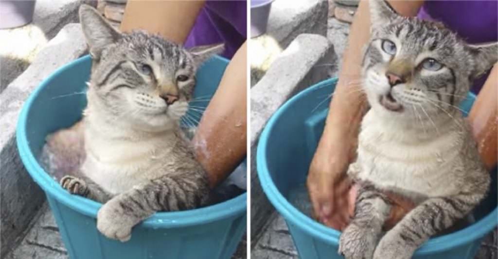 Increíble Video: Gato No Se Quería Bañar Y "Habla" Llamando Desesperado